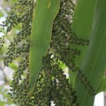 Cordyline mauritiana Fruto