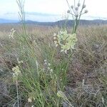 Gomphocarpus integer Flor