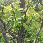 Pyrus nivalis Altul/Alta