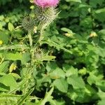 Centaurea nigrescens Квітка