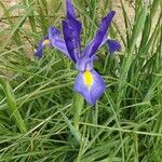 Iris xiphium Flor