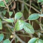 Cotoneaster franchetii Foglia