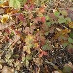 Rubus saxatilis Bark