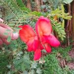 Sesbania punicea Flower