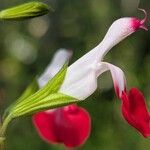Salvia × jamensis Flower