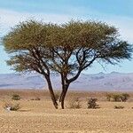 Acacia tortilis Hoja