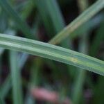 Carex pilosa Frunză