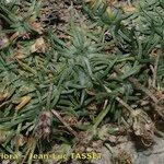 Plantago sarda عادت