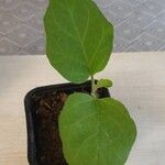 Solanum melongena Leht