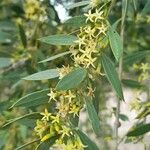 Aspidosperma quebracho-blanco Flor