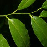 Aspidosperma spruceanum Leaf
