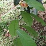 Passiflora pittieri Hàbitat