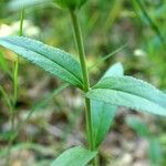 Veronica spuria Leaf