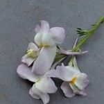 Linaria maroccana Flor