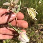 Calochortus albus Іншае