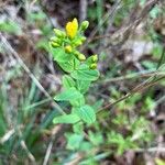 Hypericum punctatum List