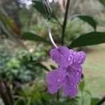 Ruellia ciliatiflora Blomma
