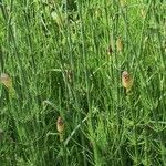 Equisetum fluviatile ശീലം