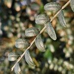 Sophora denudata Hoja