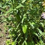 Erigeron speciosus পাতা