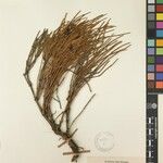 Ephedra gerardiana Kita