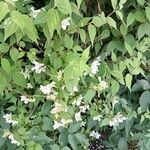 Philadelphus lewisii Flower