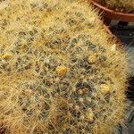 Mammillaria prolifera 花