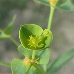 Euphorbia segetalis Fleur