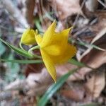 Calochortus amabilis Λουλούδι