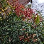 Nandina domestica Costuma