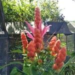 Aphelandra sinclairiana Flower