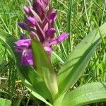 Dactylorhiza majalis Fula