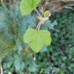 Ribes sanguineum Blatt