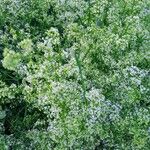 Galium mollugo Blüte