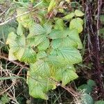 Rubus idaeusFrunză