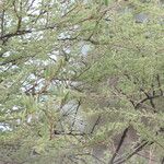 Vachellia hebeclada Кора