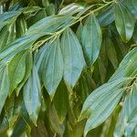 Cocculus laurifolius Leaf