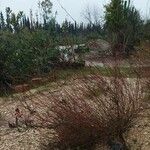 Gaura lindheimeri Sonstige