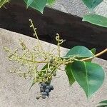 Ligustrum japonicumफल