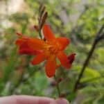 Crocosmia x crocosmiiflora Flor