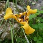 Cypella herbertii Flower