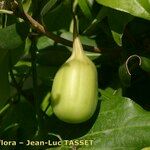 Aristolochia altissima Froito