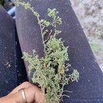 Dysphania botrys Likasa