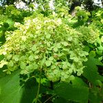 Hydrangea arborescens 花