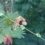 Calliandra houstoniana Çiçek