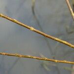 Salix × mollissima Bark