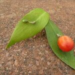 Ruscus hypoglossum Fruitua