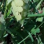 Lamium hybridumLeaf