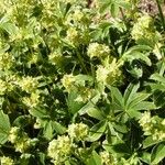 Alchemilla alpigena Habit