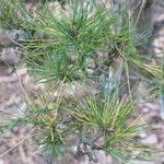 Pinus sibirica Листок